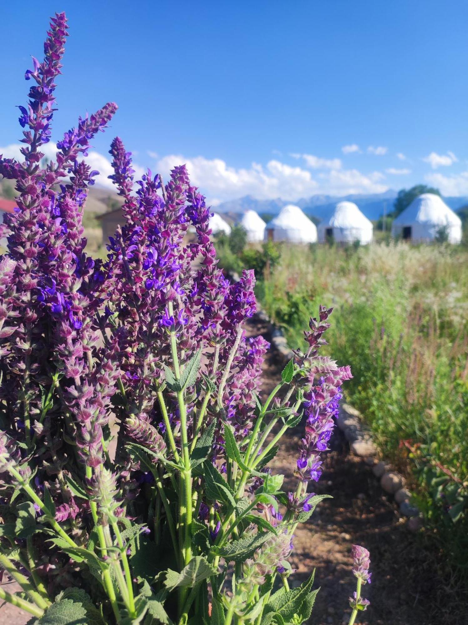 Eco Village Lodge Dzhetyoguz Eksteriør bilde